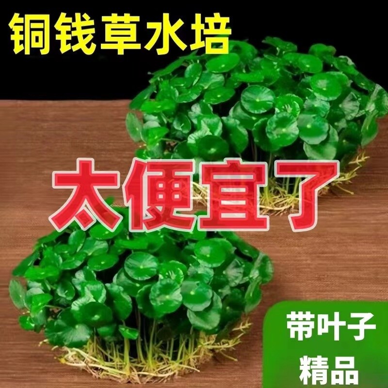 铜钱草水培植物室内好养花卉绿植盆栽四季水养金钱草鱼缸阳台桌面