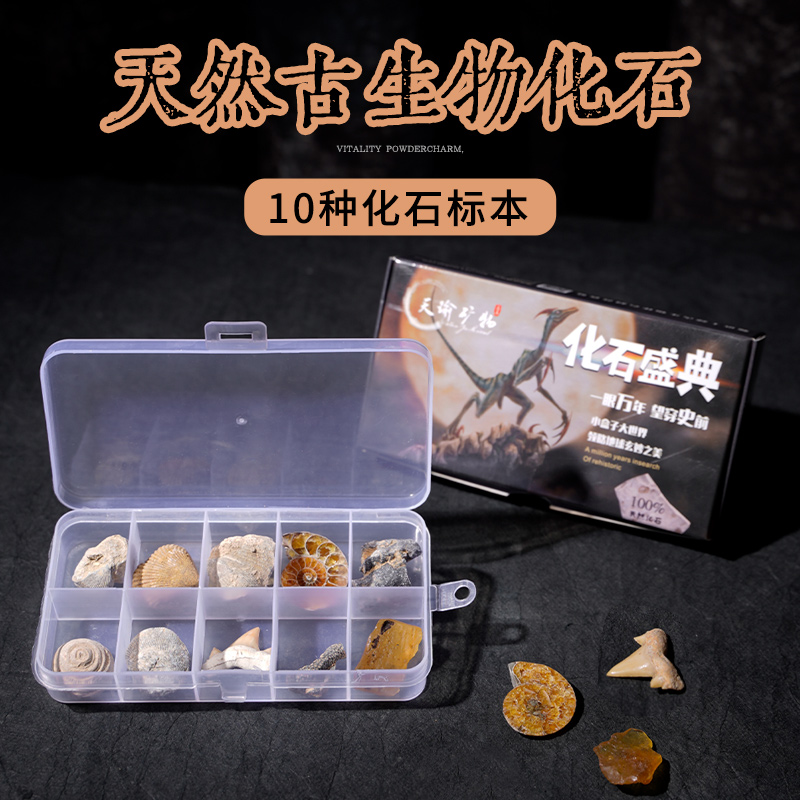 天然古生物化石标本盒昆虫海螺三叶虫海洋动植物菊石科普教学摆件