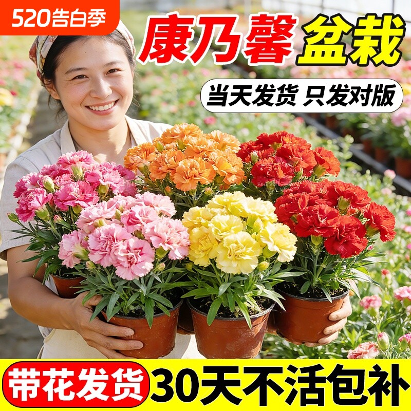 康乃馨盆栽带花苞鲜花四季开花卉室内植物好养大花苗客厅花期摆放
