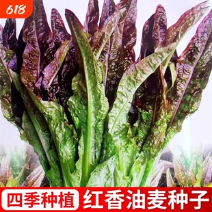 紫油麦菜蔬菜种子青菜春季夏秋冬季菜红生菜奶油莴笋高产薄皮玉米