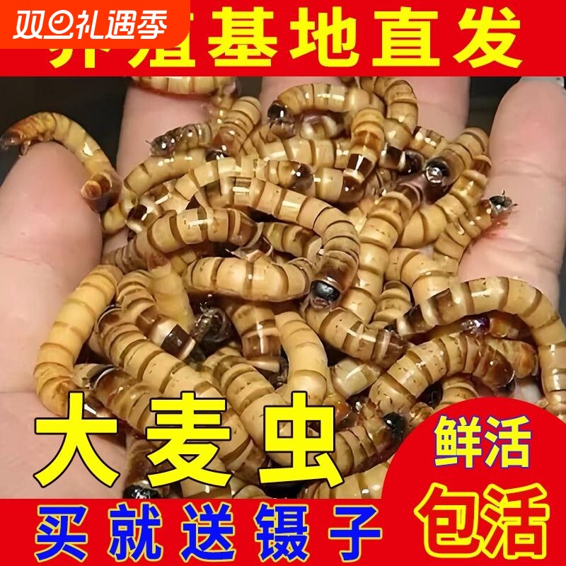 大麦虫活虫鲜活面包虫黄粉虫金龙鱼饲料活体八哥画眉鸟食虫子蜘蛛
