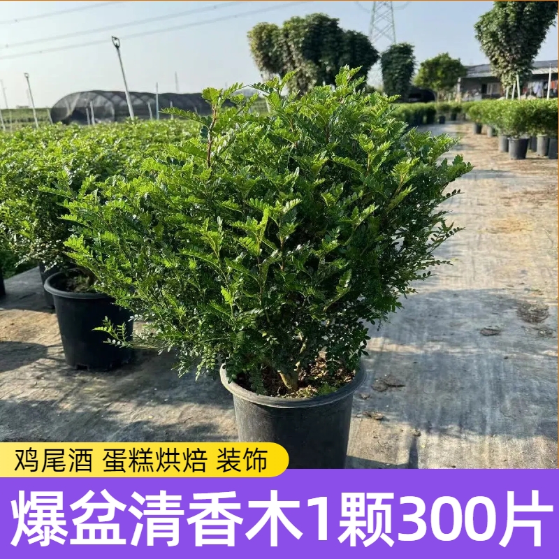 清香木叶子盆栽装饰|千人回购