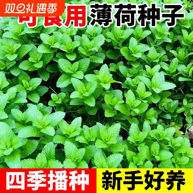 薄荷种籽子可食用四季种植种子香水留兰香猫薄荷驱蚊室内阳台盆栽
