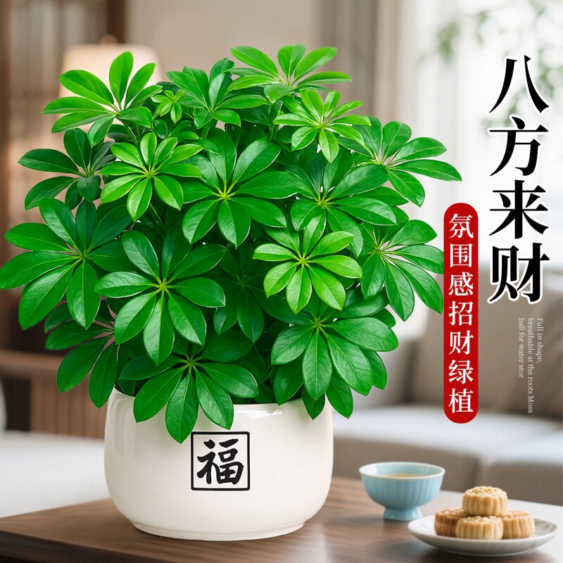 鸭脚木发财树室内绿植盆栽招财旺宅桌面盆景客厅八方来财四季植物