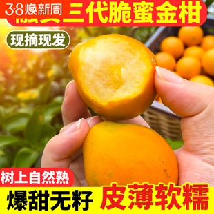 顺丰包邮融安脆蜜金柑广西正宗第三代脆蜜金桔特大果花皮新鲜水果