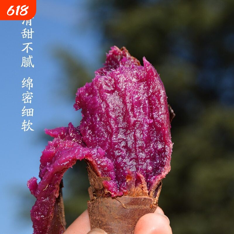 新鲜蜜薯农家沙地自种软糯丝滑无筋无丝紫薯粗粮鲜甜皮薄如纸紫心