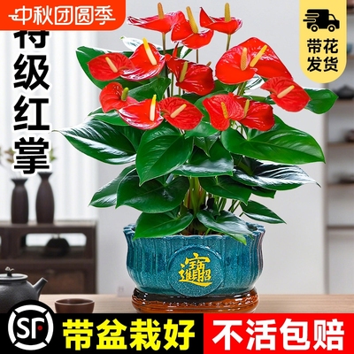 大盆特级红掌盆栽花卉中式盆景