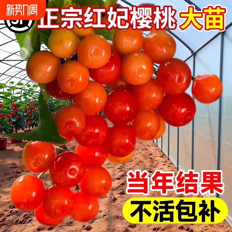 樱桃树大樱桃苗中华小土樱桃苗车厘子红妃果苗盆栽种植嫁接阳台