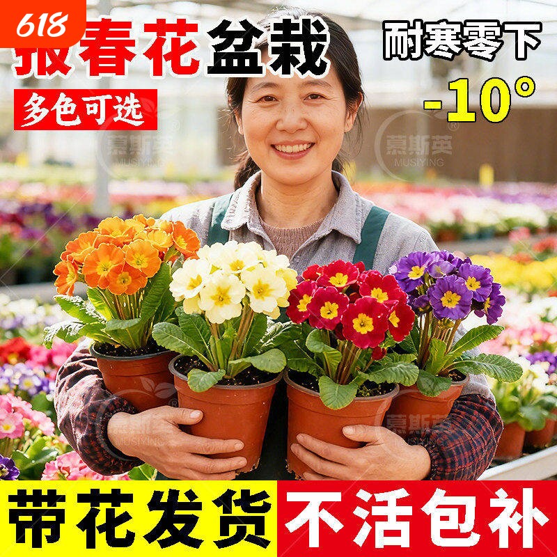 报春花盆栽带花苞迎春重瓣小苗耐寒冬季室内外四季花卉年宵花植物