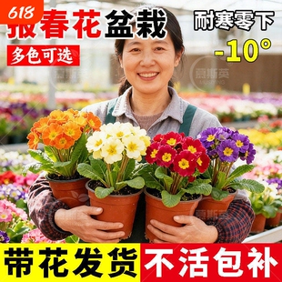 报春花盆栽带花苞迎春重瓣小苗耐寒冬季室内外四季花卉年宵花植物