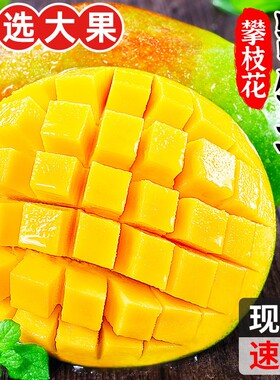 攀枝花凯特芒~个大肉厚~超过瘾！