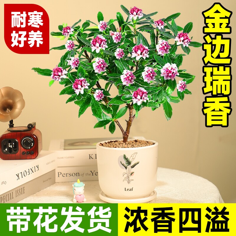 金边瑞香盆栽花期带花桂花苗老桩茶花大苗四季开花植物瑞香花好养图片