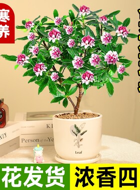 金边瑞香盆栽花期带花桂花苗老桩茶花大苗四季开花植物瑞香花好养