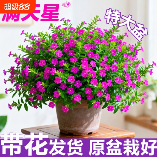 满天星盆栽鲜花好养易活多季开花带花苞植物阳台花卉花苗室内花期