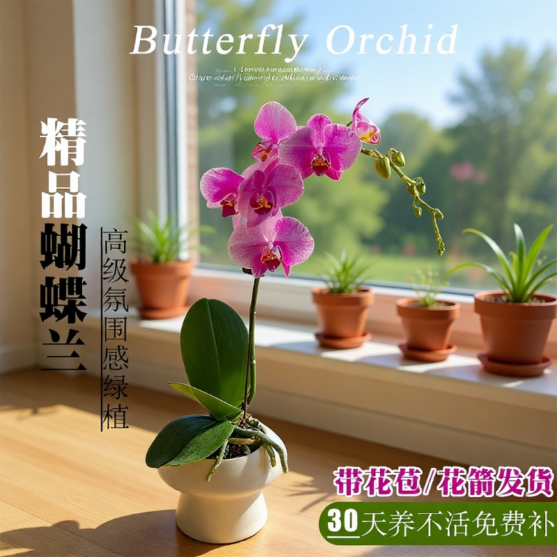 精品蝴蝶兰花苗带花苞室内高级感绿植盆栽花卉四季好养耐阴可水培