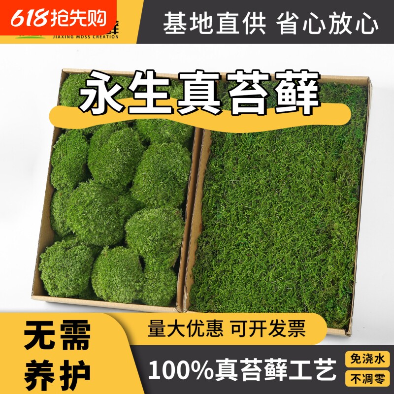 永生苔藓白发大灰藓室内造景铺面植物墙背景墙真仿真景观人工铺设
