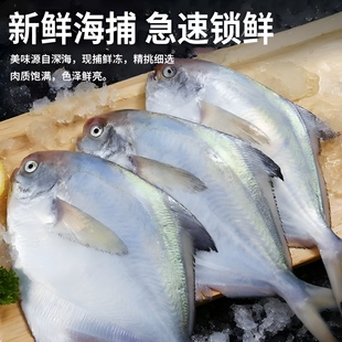 新鲜小银鲳鱼新鲜海鲜水产深海银鲳鱼昌鱼冷冻白鲳鱼平鱼鳊鱼包邮