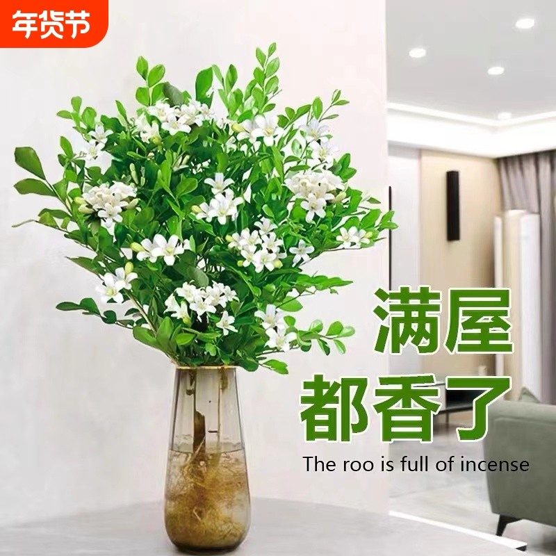 水培九里香盆栽老桩清香木四季茉莉花办公室内绿植物开花卉驱蚊草,鲜花速递/花卉仿真/绿植园艺,绿植,淘宝优惠券,粉丝福利购,淘宝优惠卷