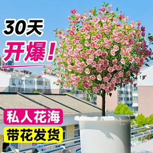 小木槿棒棒糖花苗盆栽玛格丽特室内阳台庭院花卉植物四季开花易活