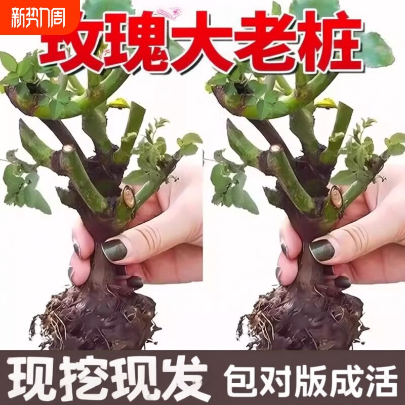 昆明直发玫瑰老根老桩当季开花月季花苗室内阳台盆栽大花浓香耐旱