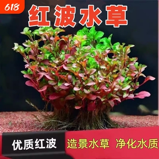 鱼缸造景沉底红波水草无土植物懒人阴性真水草增氧净水定植水质