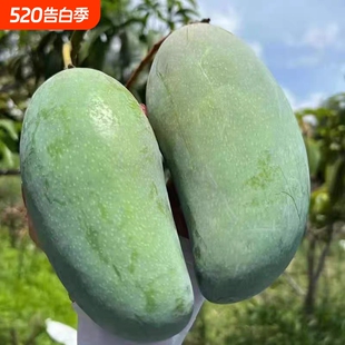 正宗越南玉芒大青芒4.5斤