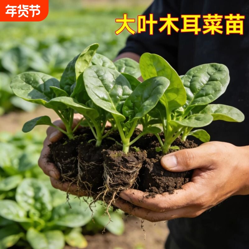 大叶木耳菜种子小青菜阳台盆栽菜种蔬菜种籽四季种植秧孑夏季菜苗