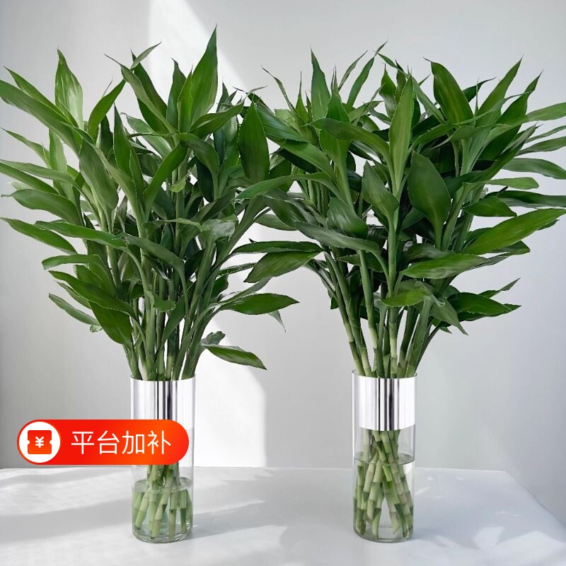 富贵竹水培植物客厅招财发节节高水养竹子室内盆栽花卉绿植驱蚊