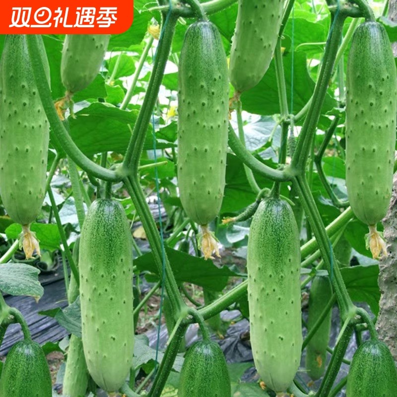 四季水果黄瓜菜籽种蔬菜种子生菜香菜种孑大叶种籽葱种籽盆栽阳台