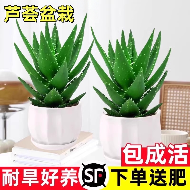 芦荟盆栽室内办公净化空气花卉绿植除甲醛仙人掌多肉植物四季好养