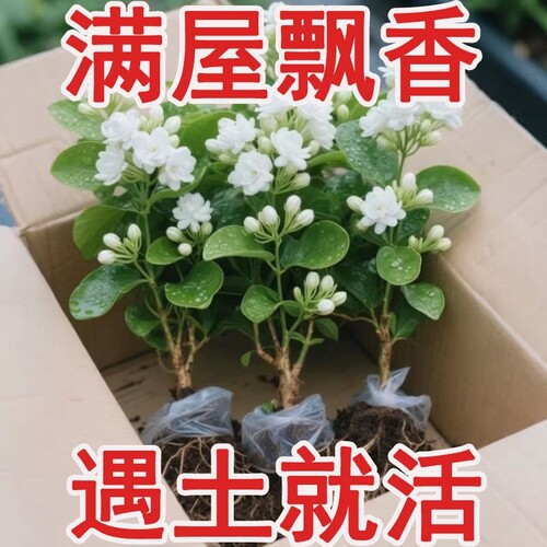 茉莉花盆栽带花苞茉莉花卉阳台庭院四季开花绿植物室内客厅室外