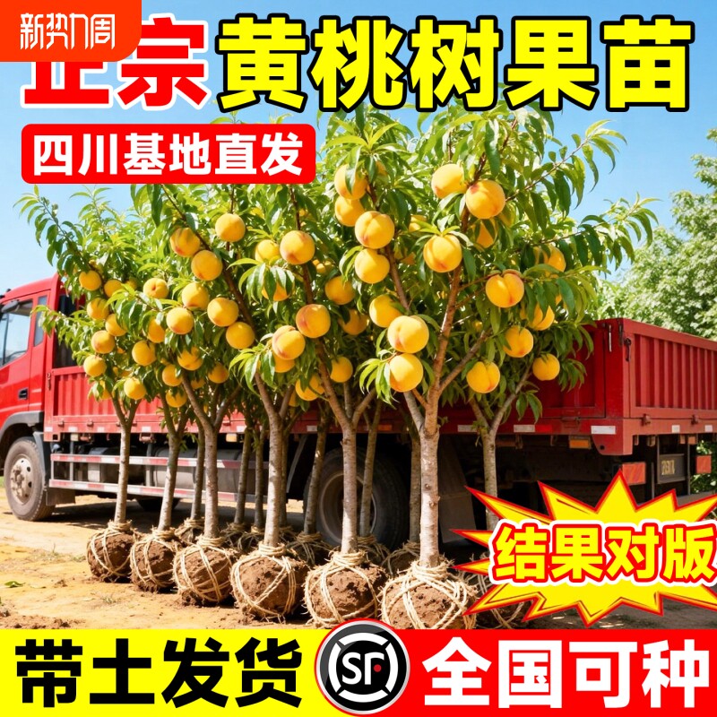 正宗四川黄桃树果苗阳台盆栽南方北方庭院种植耐寒好养树苗真结果