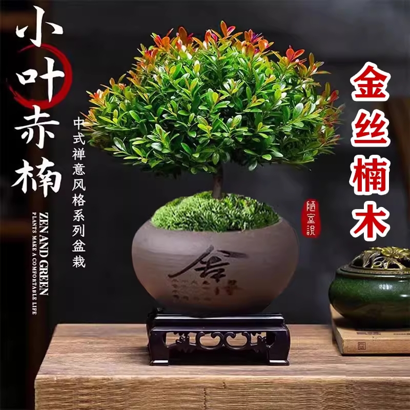 小叶赤楠盆景金丝楠木老桩盆栽苗办公室内花卉桌面小绿植四季好养