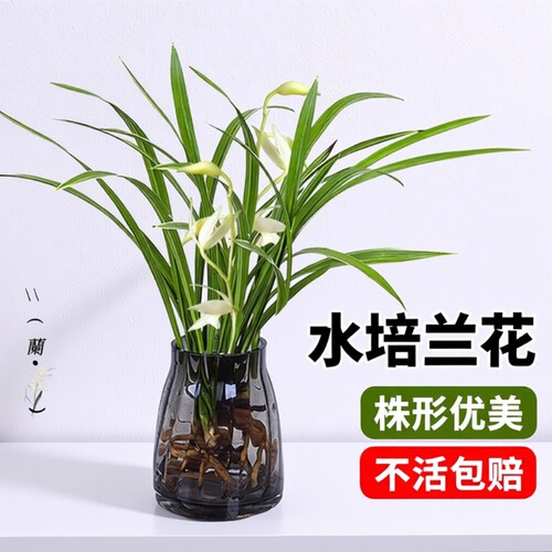 室内好养素心兰花|779人收藏