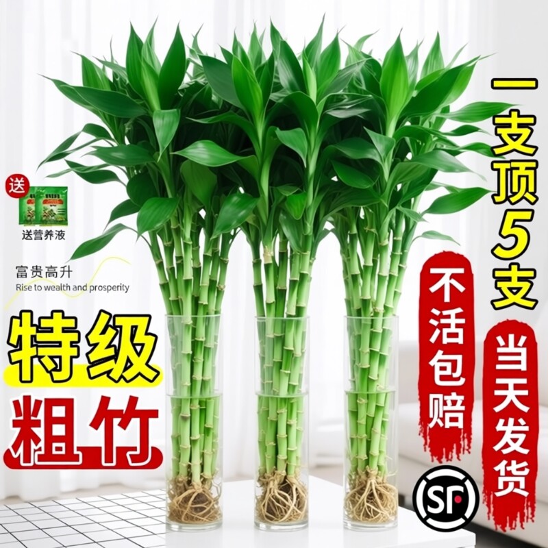 富贵竹水培植物粗杆带根水养绿植室内客厅水生招财转运竹子好养活