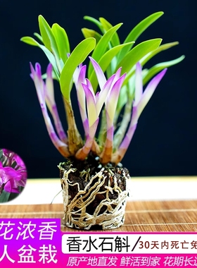 七彩香水石斛兰花四季开好养绿植浓香型石斛室内好养绿植净化空气