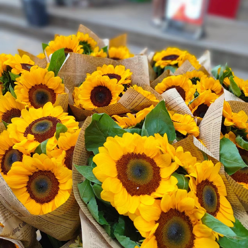 鲜花向日葵小雏菊云南基地直发昆明插花花束泰迪油画客厅鲜切花