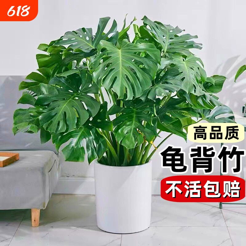 龟背竹盆栽老桩客厅大型绿植物室内吸甲醛四季常青水培富贵竹花卉