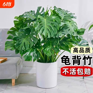 龟背竹盆栽老桩客厅大型绿植物室内吸甲醛四季常青水培富贵竹花卉