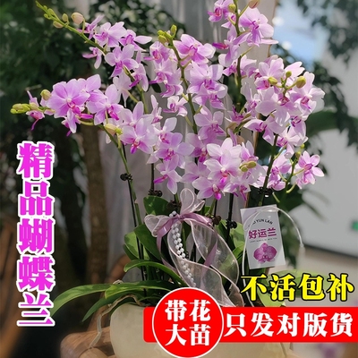 精品带花苞蝴蝶兰花苗七夕送礼高档年宵花卉鲜花室内好养绿植盆栽