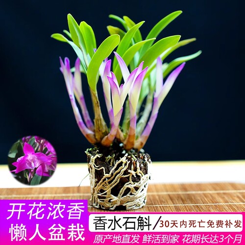 香水石斛兰花四季开|千人回购