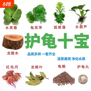 乌龟缸晒台造景装饰龙眼木龟缸水植增氧调节水质水草套餐净水淡水