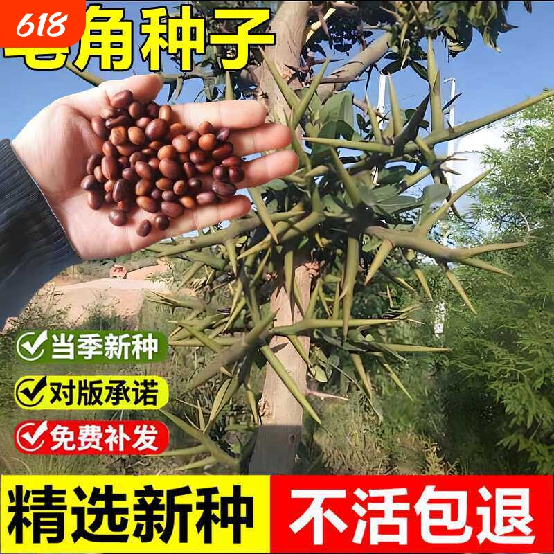 皂角种子新采优质皂荚籽长刺猪牙皂庭院篱笆围栏绿化林木播种种籽