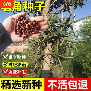 皂角种子皂荚籽长刺猪牙皂庭院篱笆围栏绿化林木播种种籽种植当季