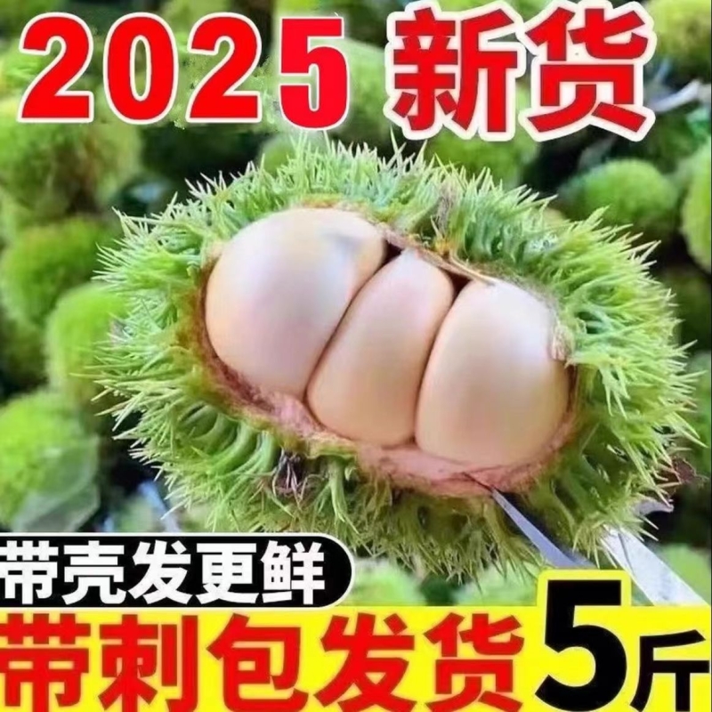 【板栗生栗子新鲜】云南2025板栗球带刺毛板栗生农家刺球皮板栗