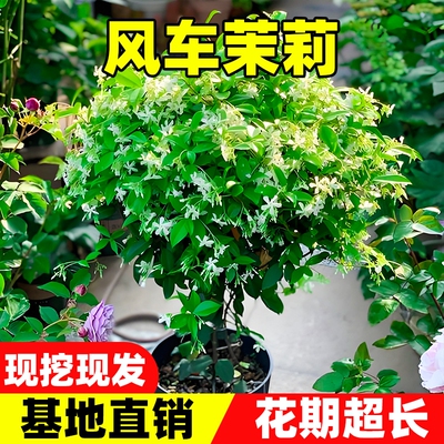 风车茉莉爬藤植物盆栽络石藤蔓垂丝花卉室外阳台庭院好养多季开花