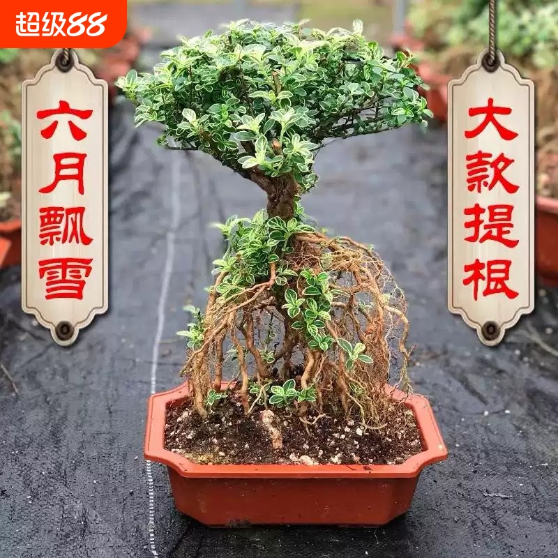金边提根六月雪盆景桌面造型老桩室内茶桌办公室四季新手好养绿植
