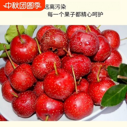头茬山楂果新鲜现摘大果做冰糖葫芦红果棉球雪球酸甜当季水果批发