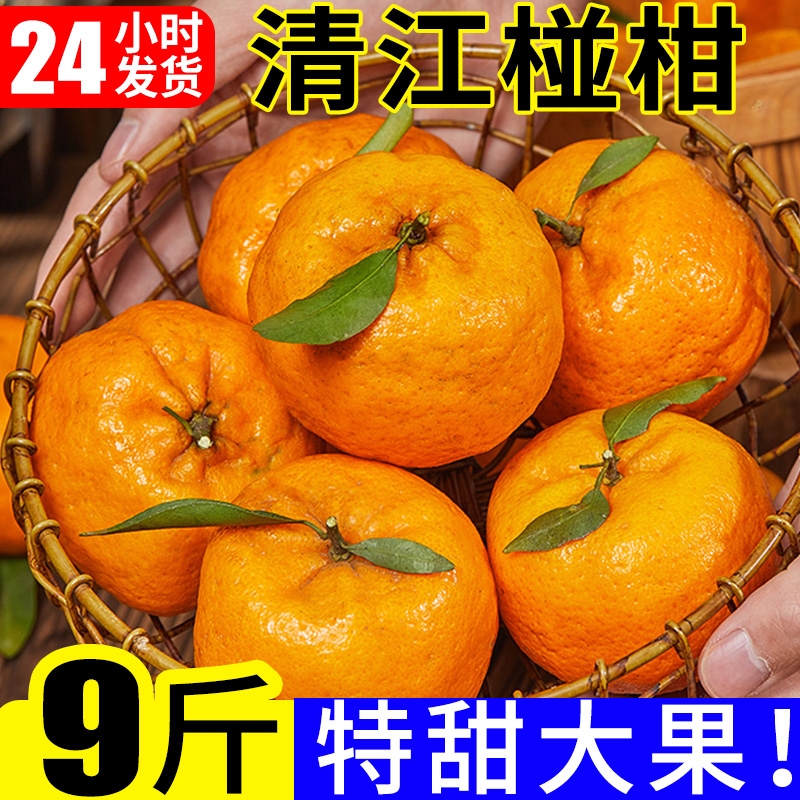 清江椪柑9斤大果特甜多汁