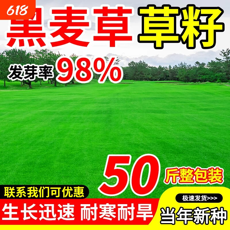 黑麦草草籽多年生矮生耐寒四季常青庭院草坪草皮绿化护坡草皮种子